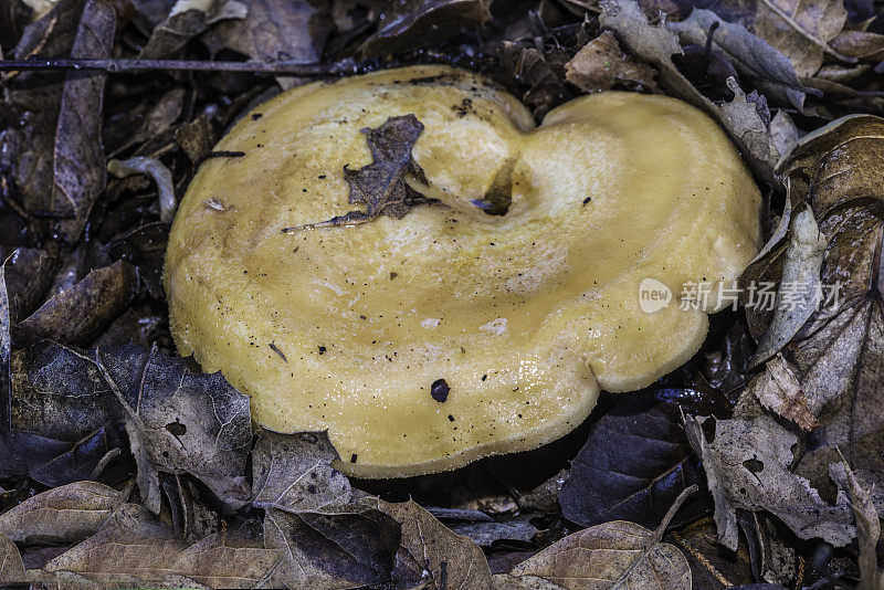 松乳菇(Lactarius xanthogalactus)，俗称黄染乳帽(yellow-着色乳帽)，是一种有毒的真菌，在索诺马县发现。